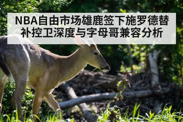 NBA自由市场雄鹿签下施罗德替补控卫深度与字母哥兼容分析